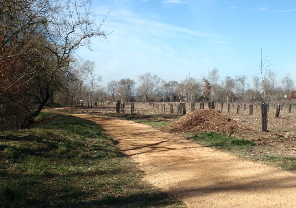 Forêt