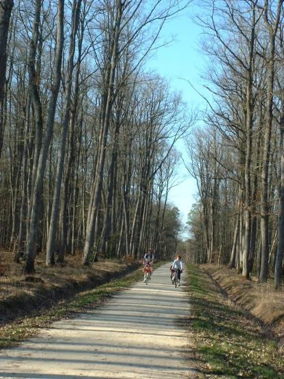 Forêt de Boulogne