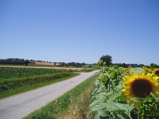 Tournesol