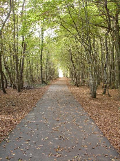 automne sur la voie