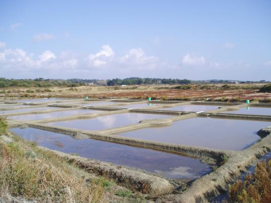 Marais Salants