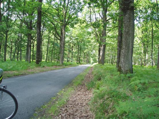 Forêt