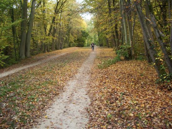 cycliste en forêt