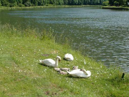 Fais-moi un cygne