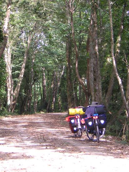 Dans la foret