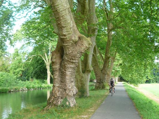 Quelques arbres 