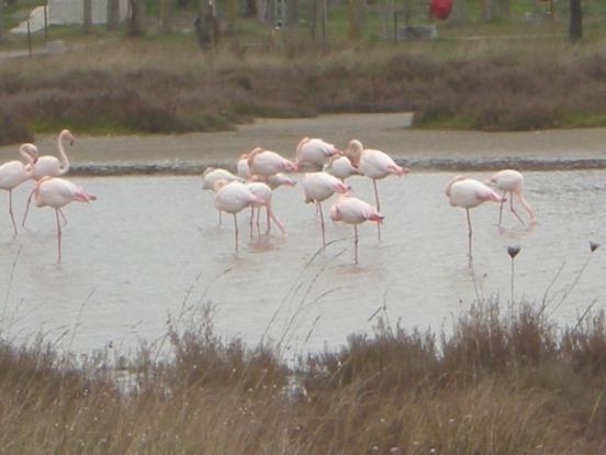 Flamants roses