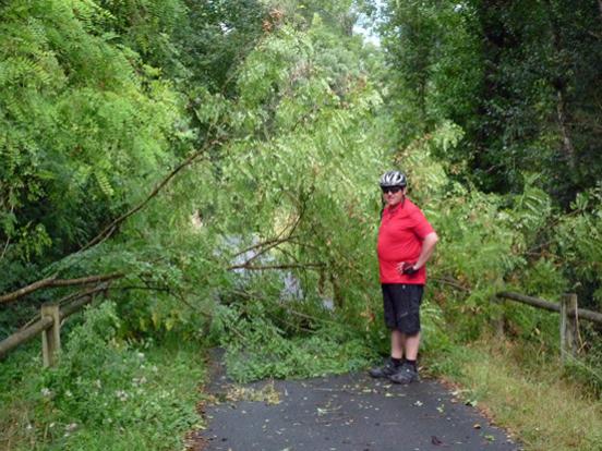 Arbre aprés orage