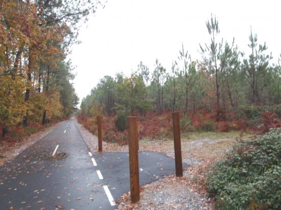 Chemin forestier