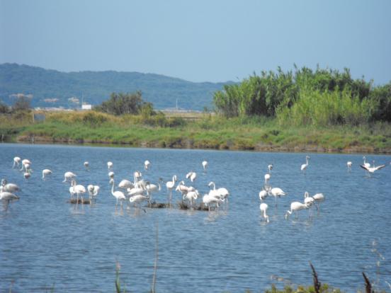 Flamants