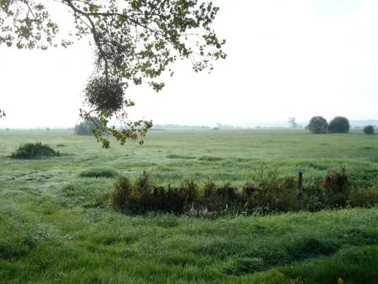 Marais