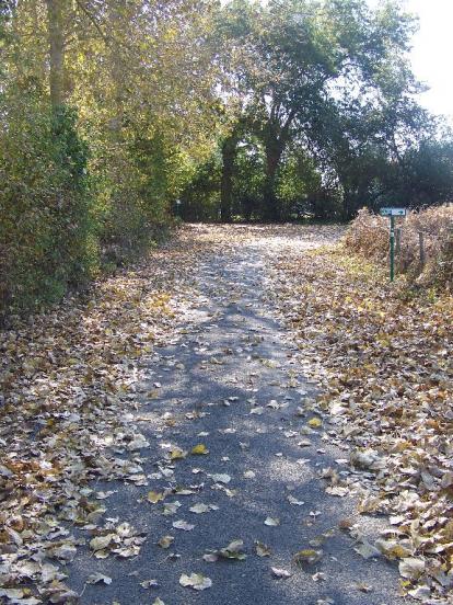 feuilles mortes