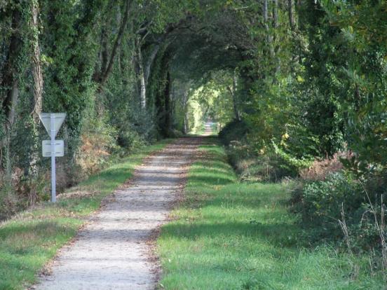 un tunel d'arbres