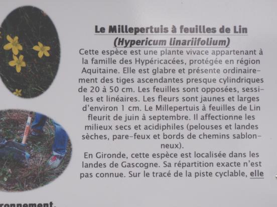 Millepertuis