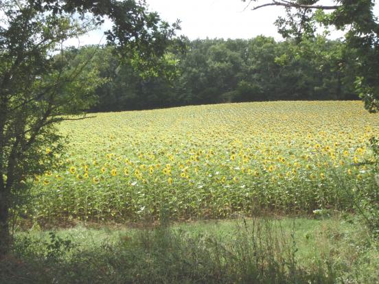 Tournesols