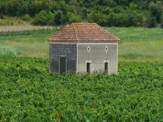 Vignoble