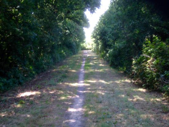 Forêt de Teillay, Rougé