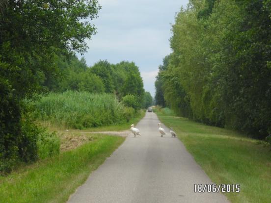 Famille de cygnes 