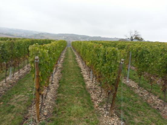 Vignobles, St-Pourçain