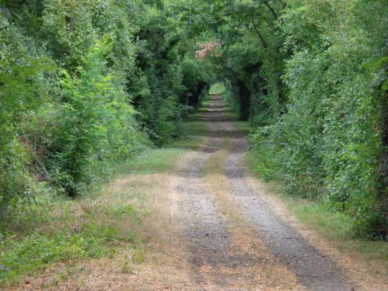 Route De Campagne Inégale Dans Le Paysage De La Forêt De Couleurs