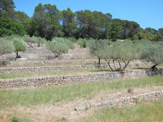 Oliviers en terrasses