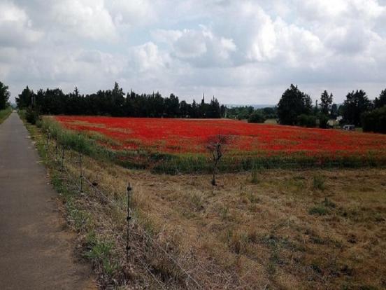 Champ De Coquelicots 