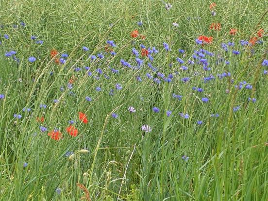 Coquelicots et bleuets