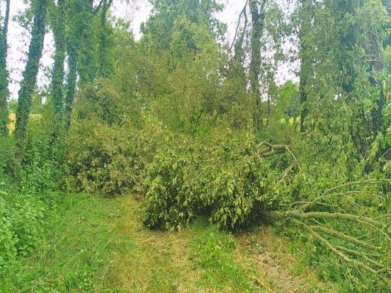 Arbres en travers du chem