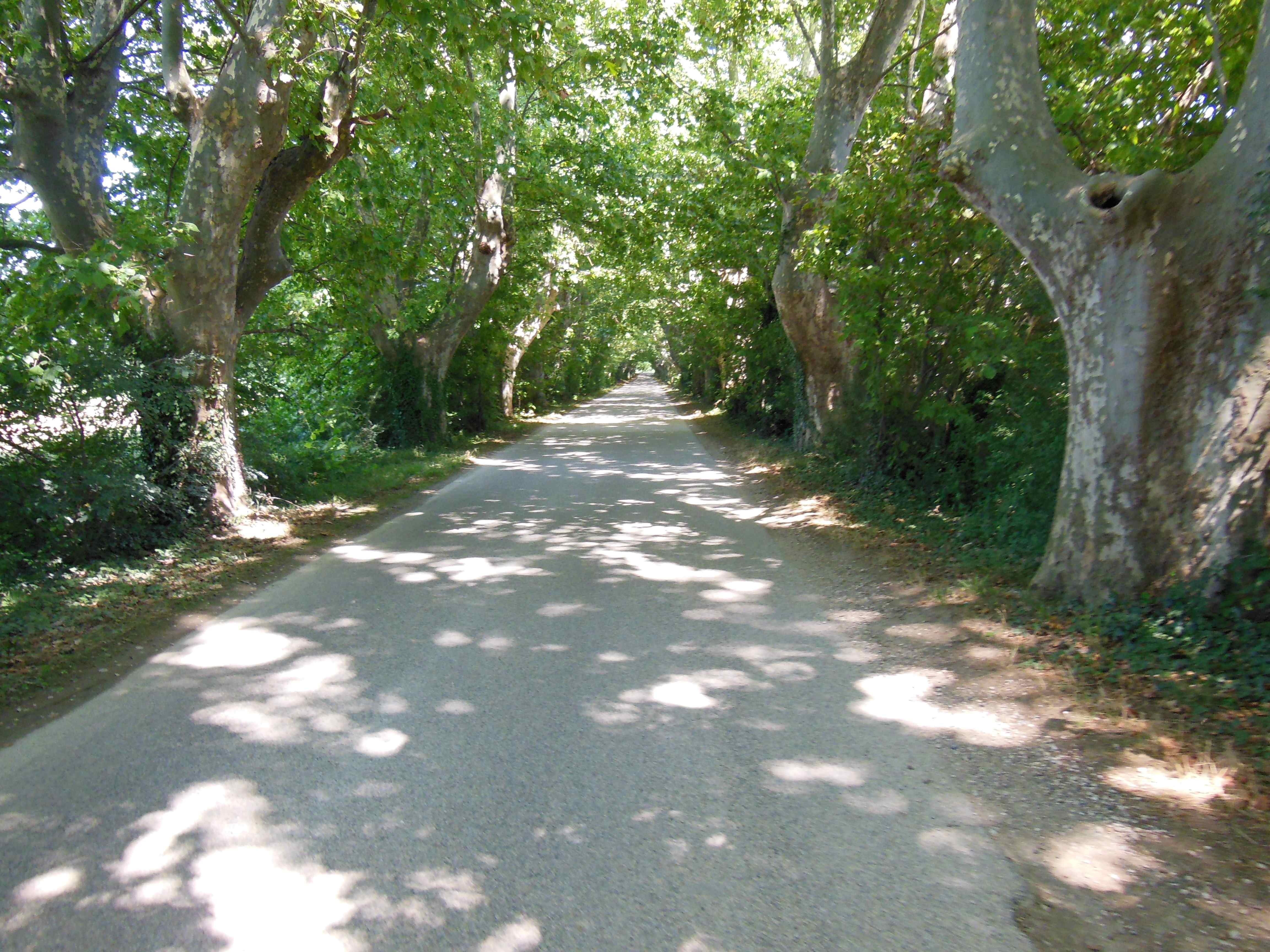 Allée de platanes