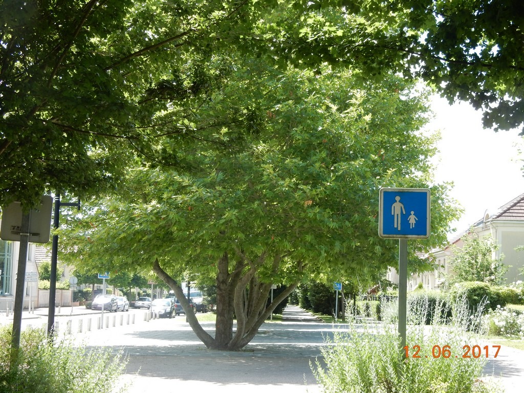 La piste cyclable 