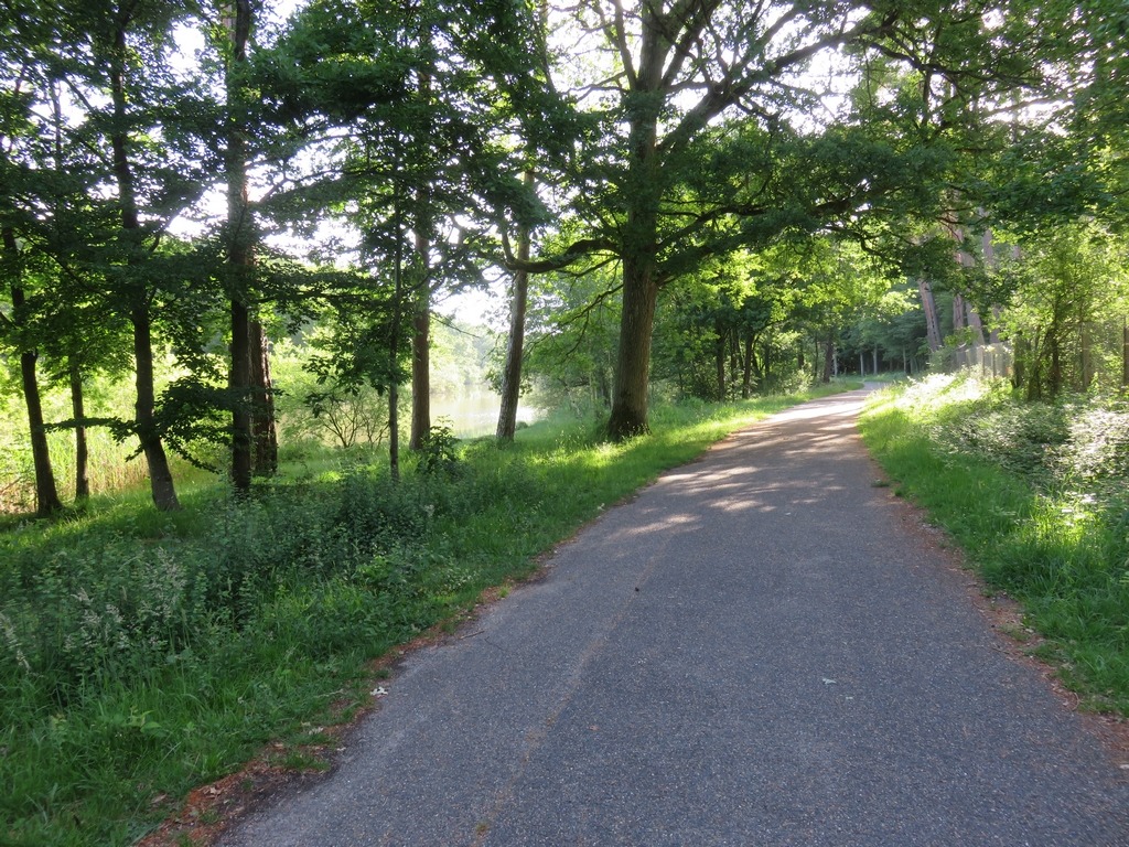 Route forestière