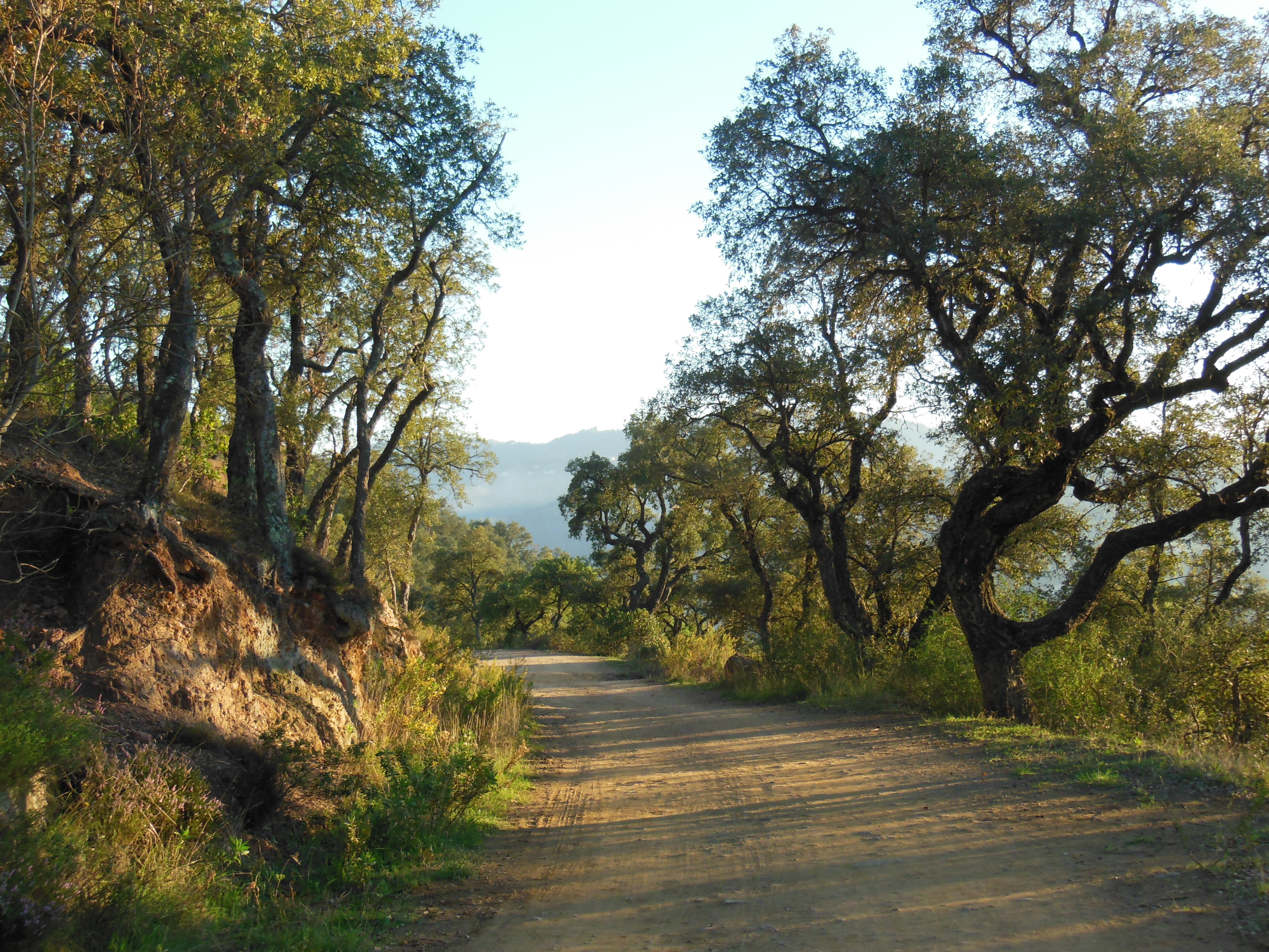 Forêt de Peygros