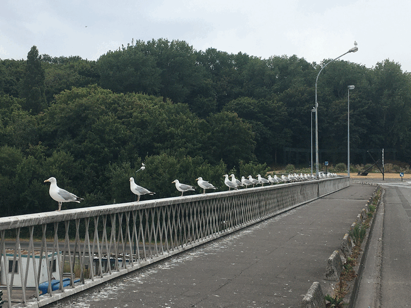 Boulogne : mouettes